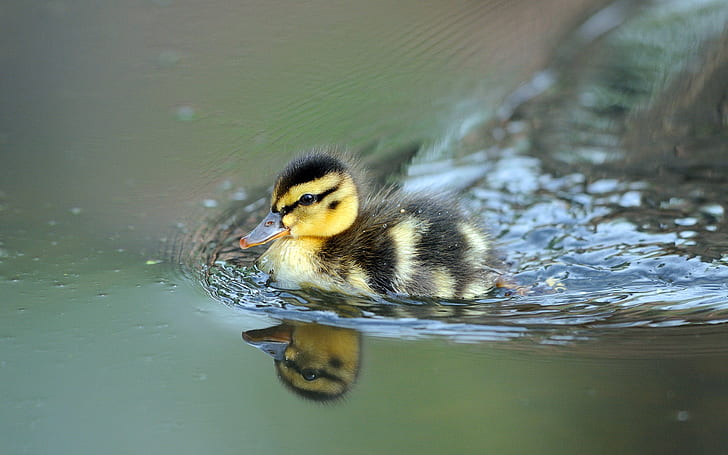Cute little duck swimming, Cute, Little, Duck, Swimming, HD wallpaper