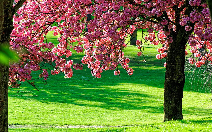 Розовые цветы дерево, зеленая трава, розовый, цветы, дерево, зеленый, трава, HD обои