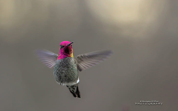 Flying Hummingbird บินนกฮัมมิงเบิร์ด, วอลล์เปเปอร์ HD