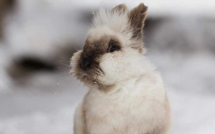 beige rabbit, rabbits, decorative, fluffy, ears, HD wallpaper