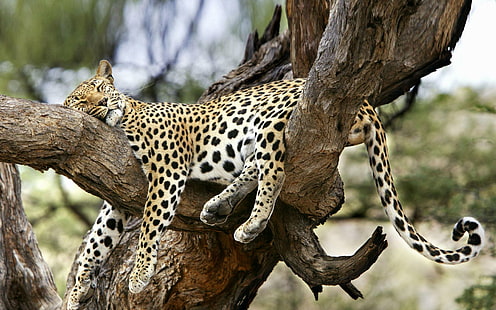 Schlafender Leopard, weißer und ta Leopard, Bäume, Katzen, Tiere, schlafend, Leopard, Natur, niedlich, HD-Hintergrundbild HD wallpaper