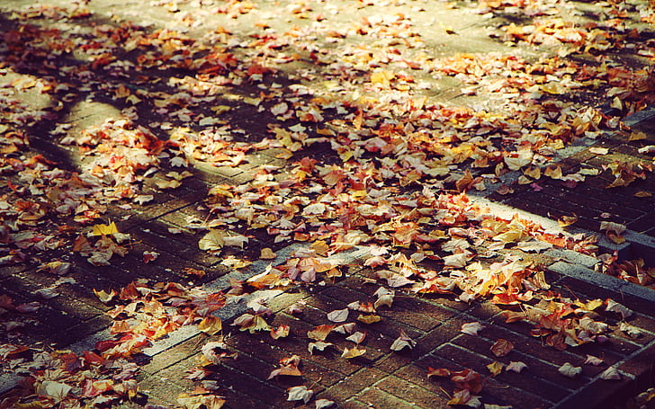 Autumn HD, photography, autumn, HD wallpaper