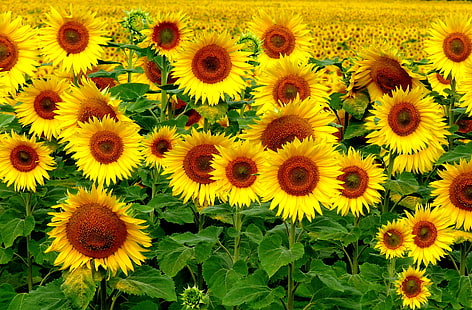 sunflowers illustration, field, sunflowers, landscape, HD wallpaper HD wallpaper