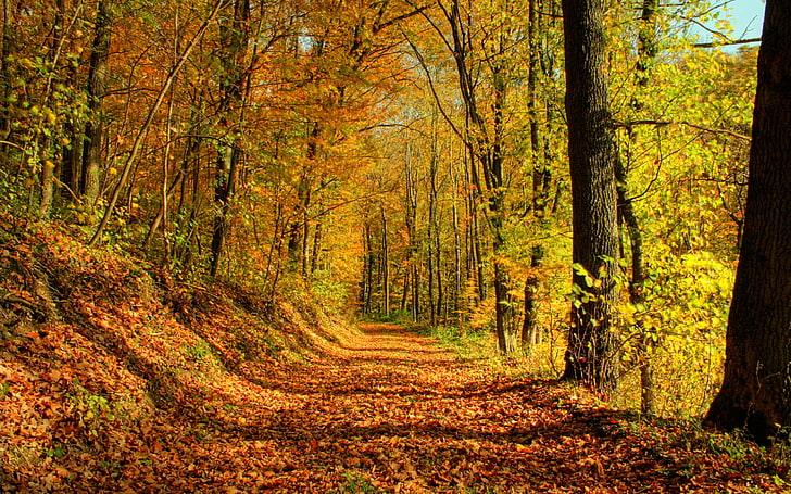 коричневые и зеленые лиственные деревья, дерево, дорога, листья, октябрь, золото, полдень, тени, HD обои