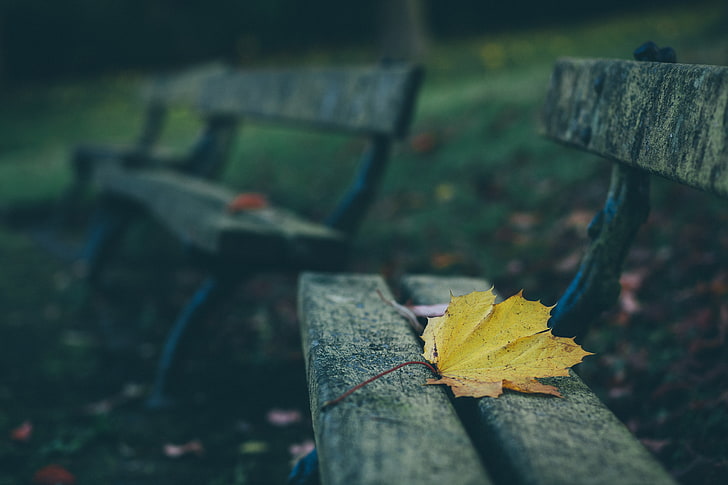 yellow maple leaf, leaves, autumn, bench, HD wallpaper