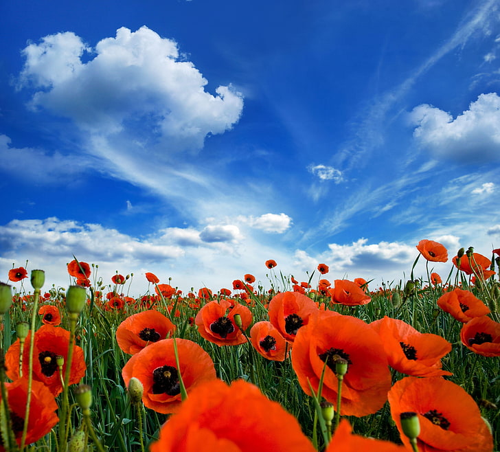 common poppy flowers, poppies, field, sky, clouds, summer, greens, HD wallpaper