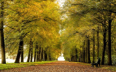 Парк, алея, пейки, листа, есен, път, парк, алея, пейки, листа, есен, път, HD тапет HD wallpaper