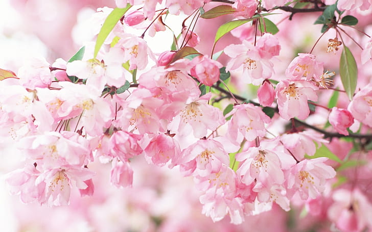 Primavera de pétalas de flor de cerejeira rosa, cereja, flor, pétalas, rosa, primavera, HD papel de parede