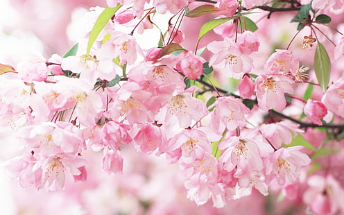 Petali di fiori di ciliegio rosa primavera, ciliegia, fiore, petali, rosa, primavera, Sfondo HD HD wallpaper
