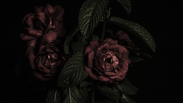 mawar coklat, mawar, daun, Wallpaper HD