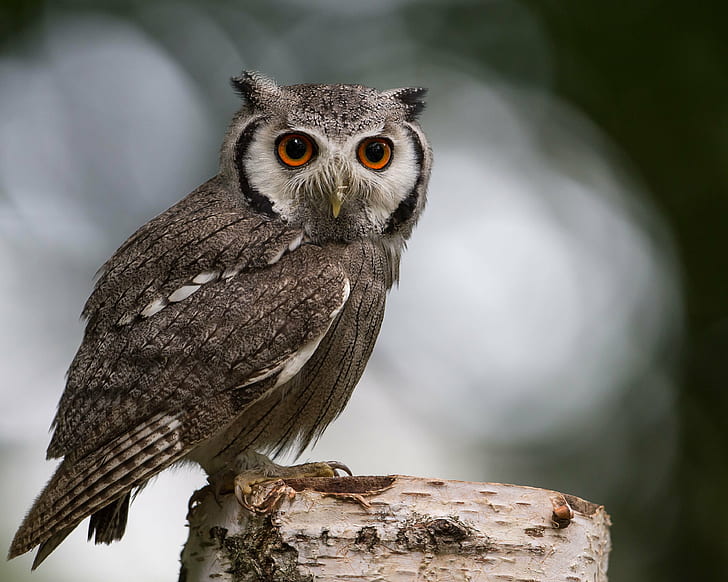 selective focus photography of owl perched on tree, bird, owl, animal, nature, wildlife, beak, HD wallpaper