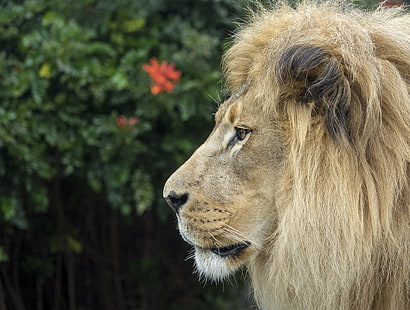 enfoque selectivo de león beige, leones, leones, leones, enfoque selectivo, beige, león, zoológico de san francisco, león - felino, vida silvestre, gato no domesticado, carnívoro, animal, melena, animales salvajes, animales de safari, naturaleza, felino,África, gato grande, mamífero, Fondo de pantalla HD HD wallpaper