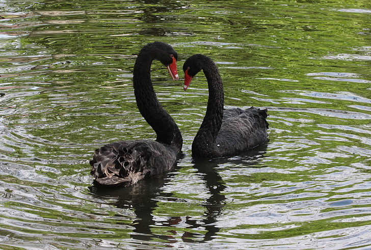two black swans, swans, birds, pair, reflection, HD wallpaper