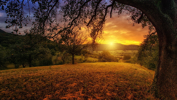 panorama, naturaleza, sol, árbol, amanecer, estética, paisaje, Fondo de pantalla HD