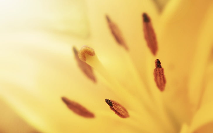 bunga lily kuning, alam, bunga, makro, tanaman, bunga kuning, Wallpaper HD