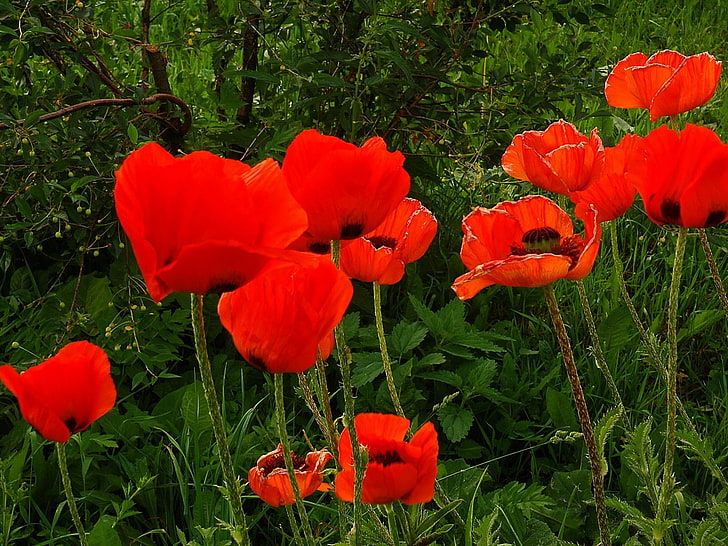 red flowers, poppies, red, greens, nettles, cherry, orchard, HD wallpaper