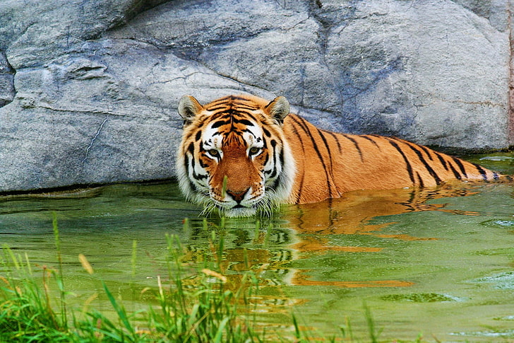 Суматрански тигър, тигър, вода, камък, хищник, HD тапет