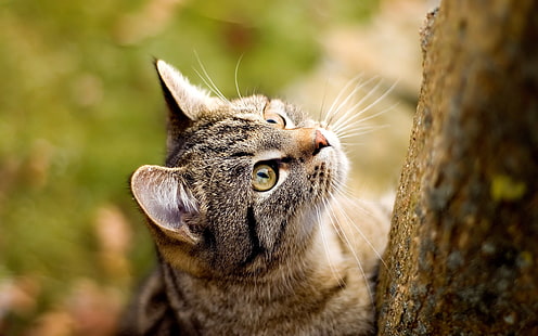 แมว tabby สีน้ำตาลแมวสัตว์, วอลล์เปเปอร์ HD HD wallpaper