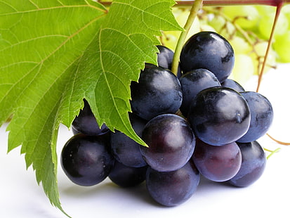 fioletowe winogrona, winogrona, jagody, arkusz, gałąź, Tapety HD HD wallpaper