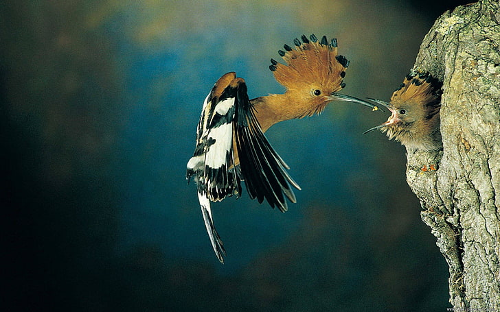 brown and black long-beak bird, bird, nest, screaming, hollow, HD wallpaper