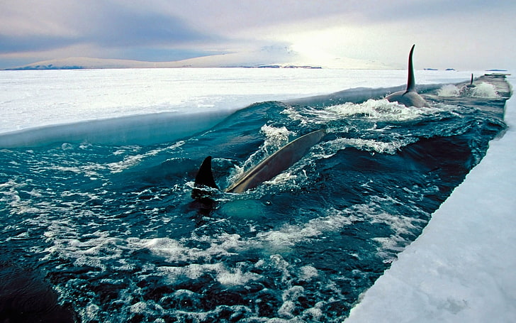 wieloryby na morzu w ciągu dnia, morze, lód, Antarktyda, ryby, przyroda, krajobraz, orka, Tapety HD