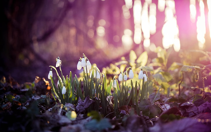 white snowdrop flowers, spring, snowdrops, flowers, wood, first, HD wallpaper