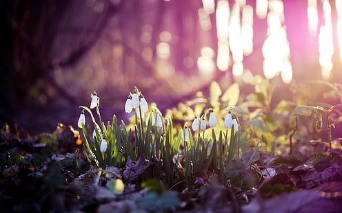 белые подснежники, весна, подснежники, цветы, лес, первый, HD обои HD wallpaper
