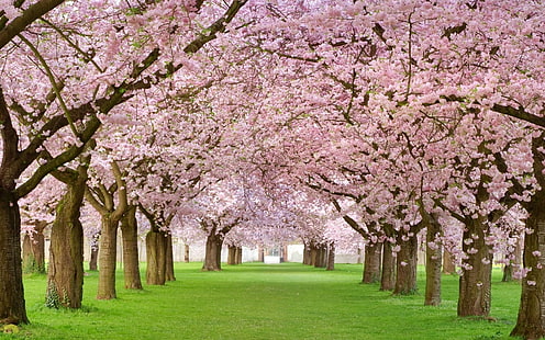cherry blossom widescreen backgrounds, HD wallpaper HD wallpaper