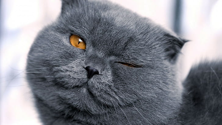 graue Katze, Katze, HD-Hintergrundbild