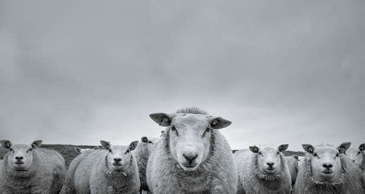 Animal, Mouton, Noir et blanc, Regard fixe, Fond d'écran HD