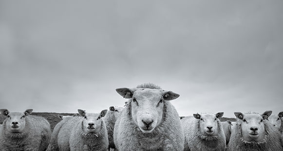 Djur, får, svartvitt, stirra, HD tapet HD wallpaper