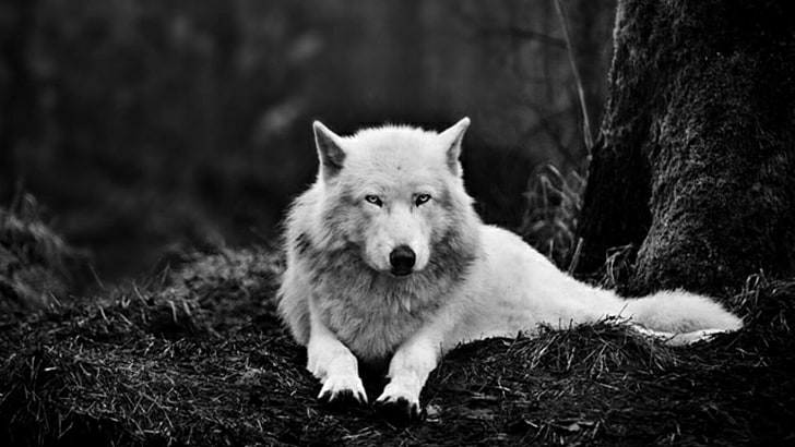 wolf, alaskische tundra wolf, weißer wolf, schwarz und weiß, wild lebende tiere, einfarbige fotografie, canis lupus tundrarum, fauna, fotografie, einfarbig, baum, dunkelheit, wildes tier, wild, HD-Hintergrundbild