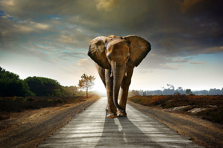 elephant, animals, 4k, 5k, hd, 8k, road, walking, HD wallpaper