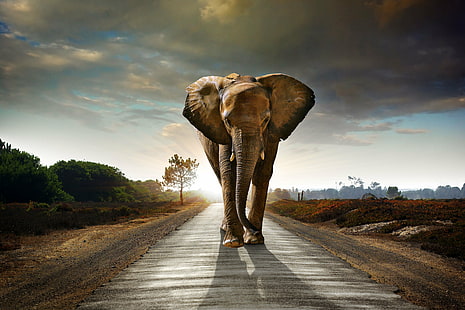 elephant, animals, 4k, 5k, hd, 8k, road, walking, HD wallpaper HD wallpaper