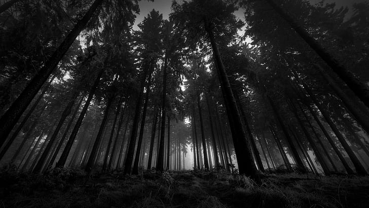 дерево, черно-белое, снизу, деревья, мрачный, крон, туман, тишина, высокие деревья, дерево, черно-белое, снизу, деревья, мрачный, крон, тишина, HD обои