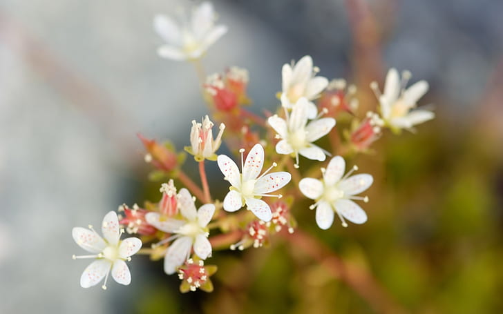 Macrophotographie de fleurs blanches, Blanc, Fleurs, Macro, Photographie, Fond d'écran HD