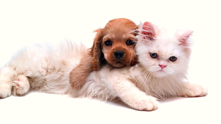 дълго покрито кафяво кученце и бяло персийско коте, котка, куче, животни, HD тапет
