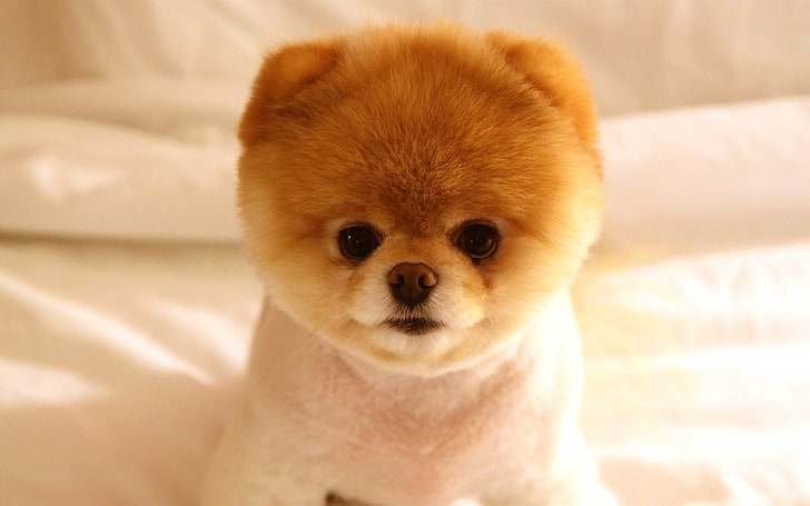 sevimli köpek-hayvan HD fotoğraf duvar kağıdı, açık kahverengi Boo Pomeranian köpek yavrusu, HD masaüstü duvar kağıdı