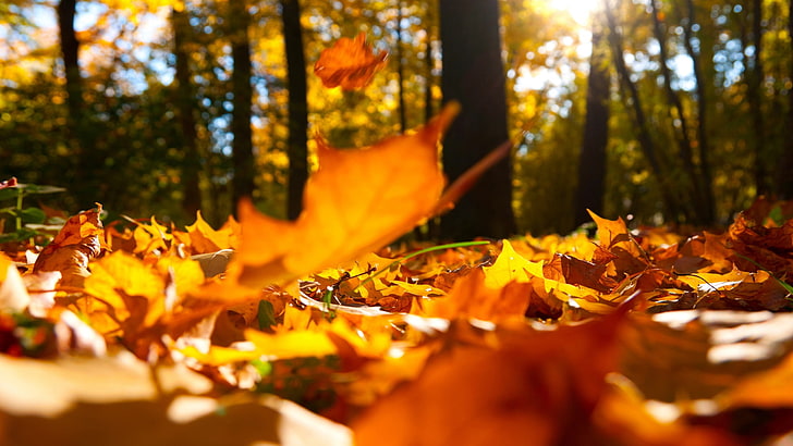 autumn, autumn-fall, decoration, falling, fetco, fleur, ground, home-decor, ideas, leaves, lis, HD wallpaper