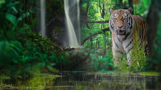 wildlife, predator, water, tiger, wild animal, jungle, waterfall, grass, big cat, forest, tree, rainforest, HD wallpaper HD wallpaper