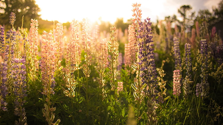 flowers, nature, sunlight, lavender, plants, HD wallpaper