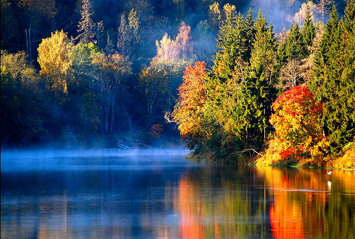 zielone drzewa, jesień, las, mgła, rzeka, ptak, poranek, łotewska jesień, Tapety HD