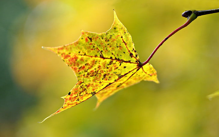 Blur Autumn Leaf, green maple leaf, Nature, Autumn, leaf, HD wallpaper
