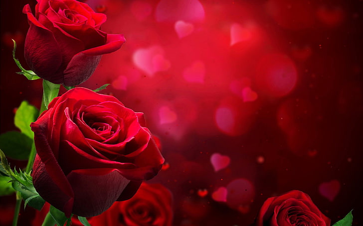 Lindas rosas vermelhas amam Hd Wallpaper, HD papel de parede
