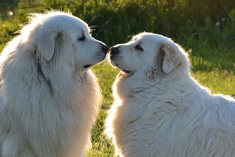 dos perros del Gran Pirineo, ven conmigo, Gran Pirineo, perros, San Valentín, perro, al aire libre, naturaleza, mascotas, hierba, verano, animal, Fondo de pantalla HD HD wallpaper