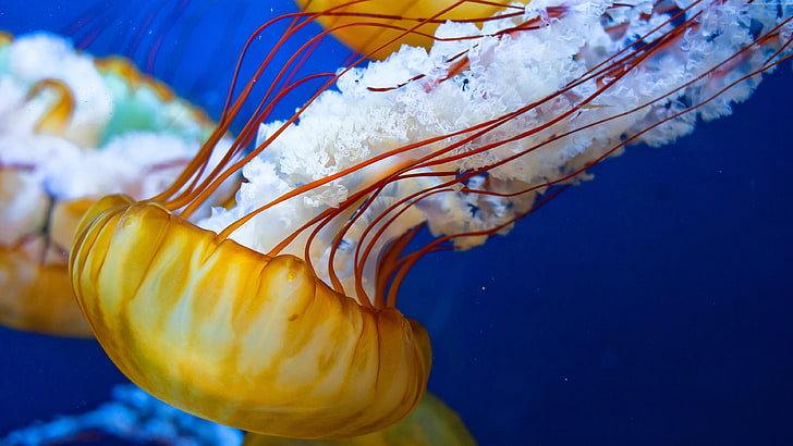 atlantic, Pacific Ocean, yellow, 5k, sea, 4k, Jellyfish, Japanese Sea-Nettle, water, HD wallpaper