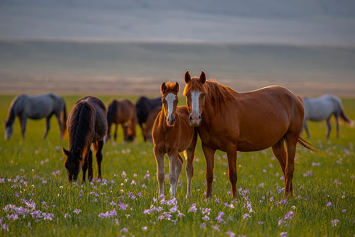 Tier, Pferd, Tierbaby, Blume, Fohlen, HD-Hintergrundbild