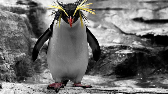 イワトビペンギン、ペンギン、 HDデスクトップの壁紙 HD wallpaper