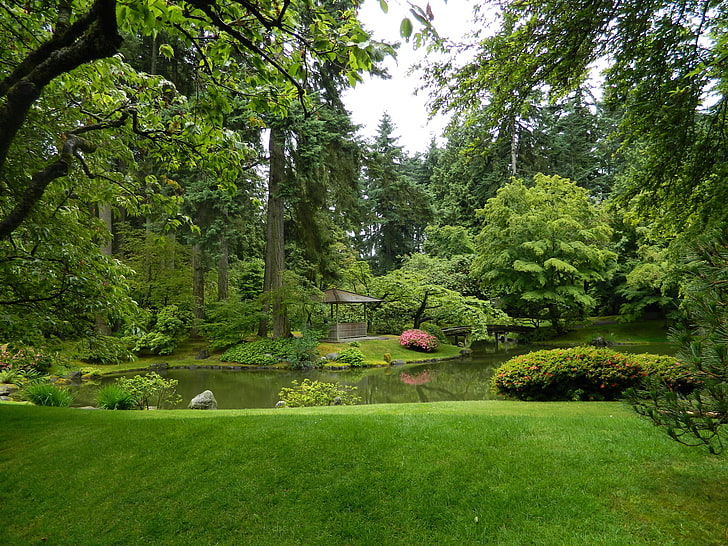green pond, greens, grass, trees, pond, garden, Canada, Vancouver, gazebo, the bushes, Nitobe Garden, HD wallpaper