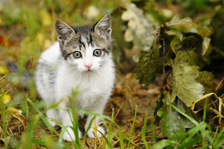 white and grey kitten on brown grass field, O_O, white, grey, kitten, brown, grass, field, nikon  d300, wsf, otwock, spacer, zofiówka, tamron, 75mm, f/2.8, pets, domestic Cat, animal, cute, nature, mammal, outdoors, domestic Animals, feline, small, looking, HD wallpaper